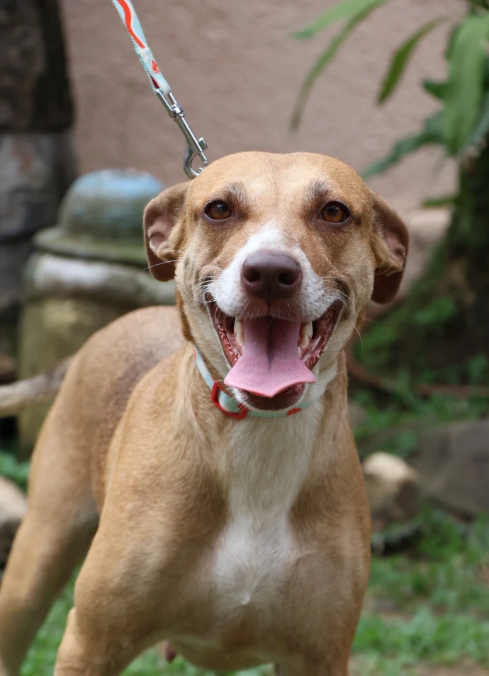Alba, perrita canela de 3 años en adopción, sonriendo