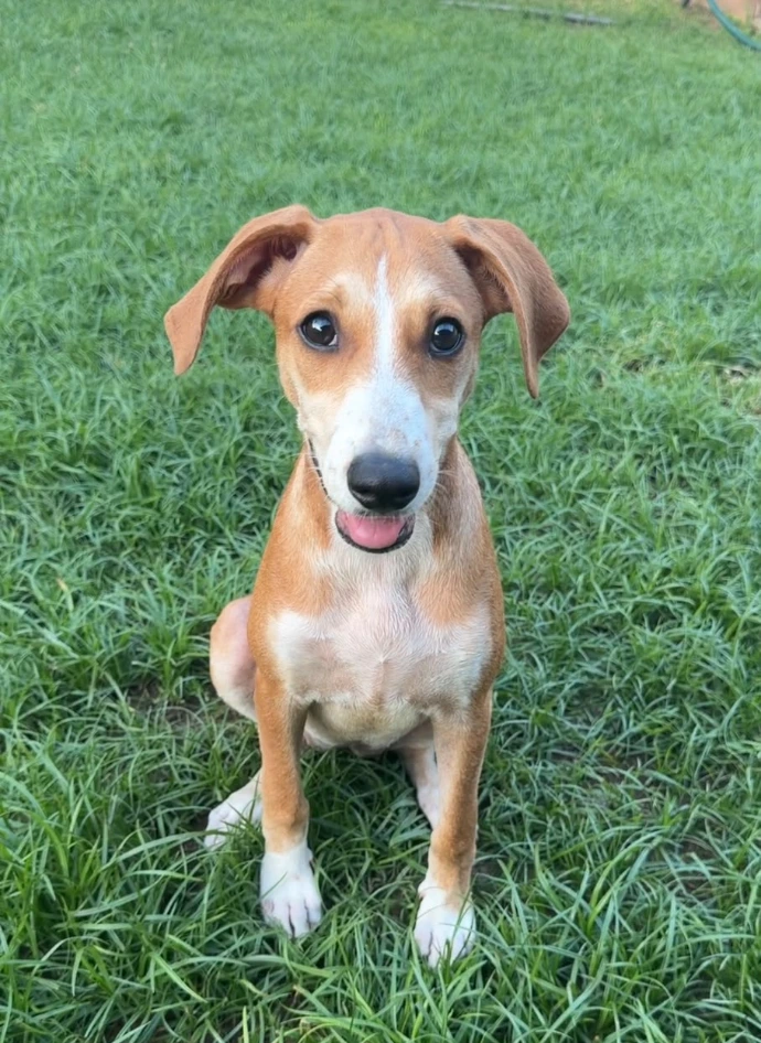 Dory, cachorrita canela y blanca de 4 meses en adopción