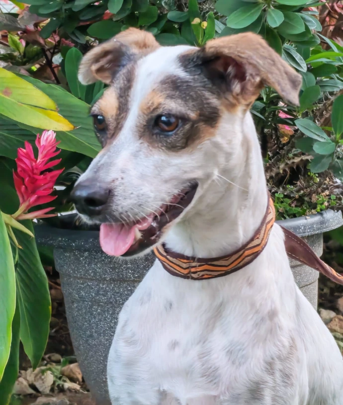 Pecas, perrita blanca con manchas de 1 año en adopción